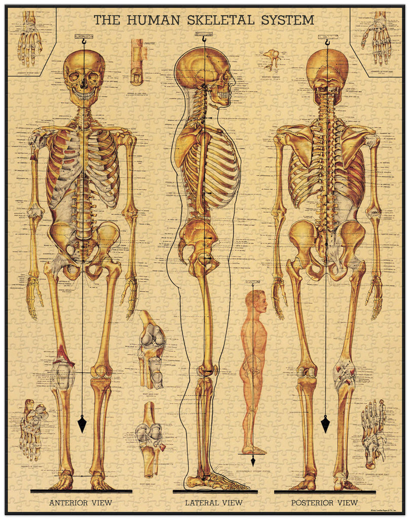 Cavallini & Co. 1000 Piece Puzzle - Skeletal System